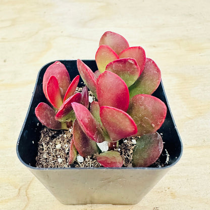 Crassula pubescens ssp. radicans - Large Red Carpet Stonecrop