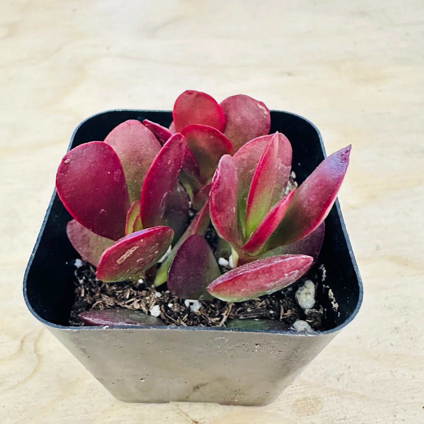 Crassula pubescens ssp. radicans - Large Red Carpet Stonecrop
