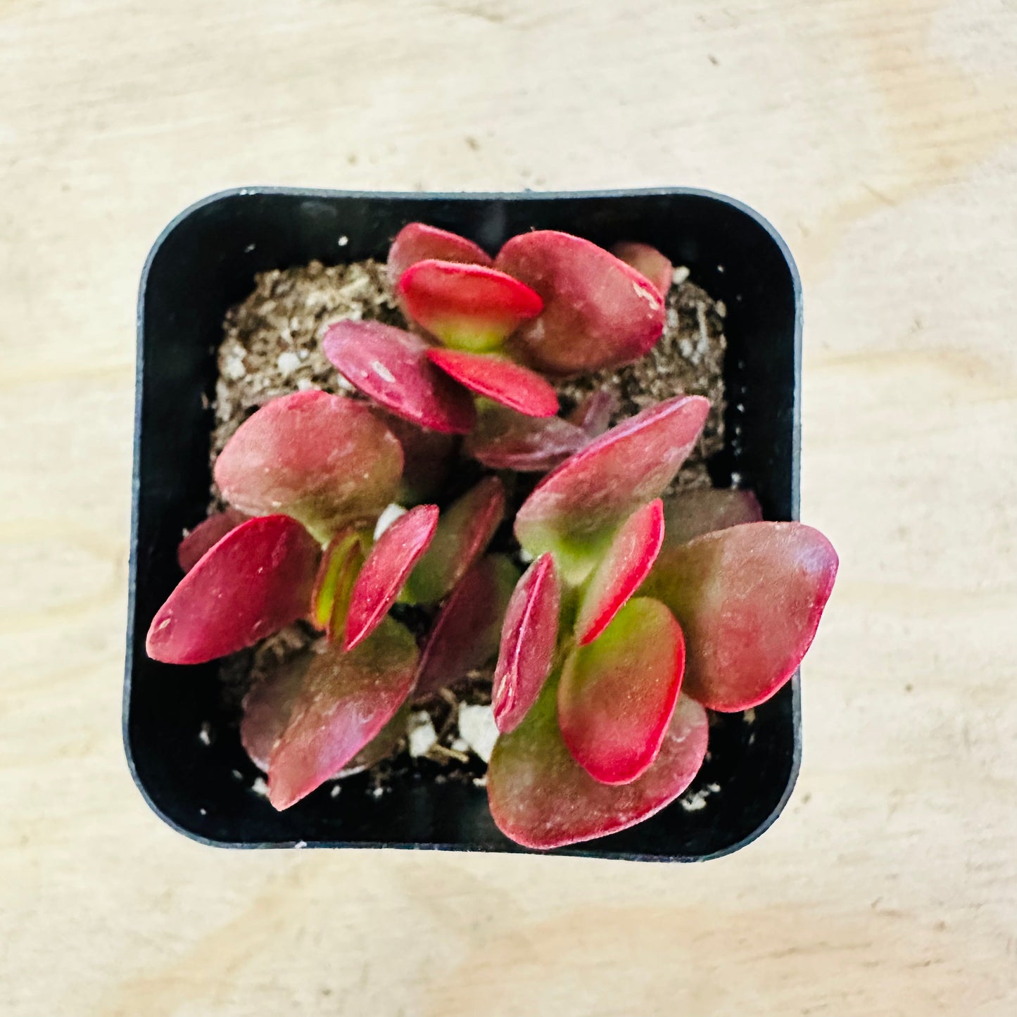 Crassula pubescens ssp. radicans - Large Red Carpet Stonecrop
