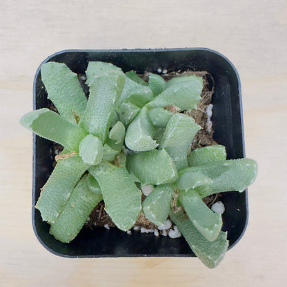 Stomatium mustellinum