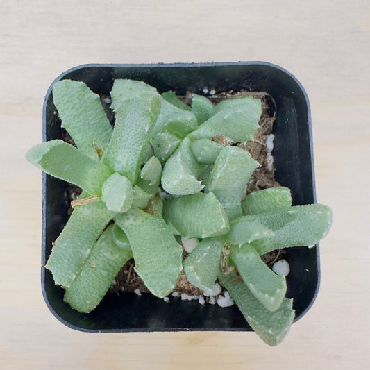 Aloinopsis setifera - Bristly Tongue Plant