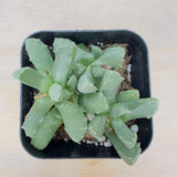 Aloinopsis setifera - Bristly Tongue Plant