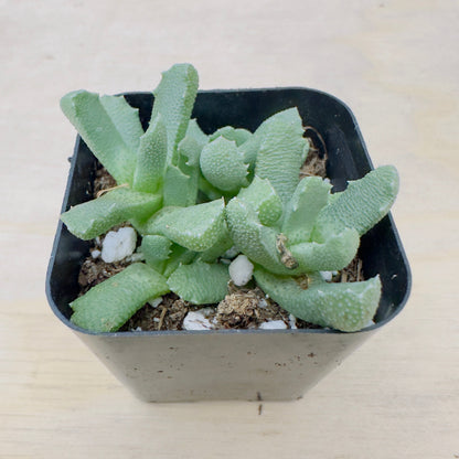 Stomatium mustellinum