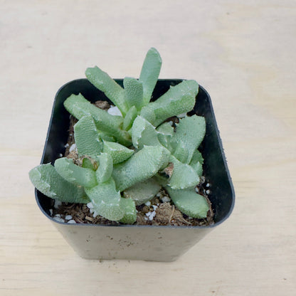 Stomatium mustellinum