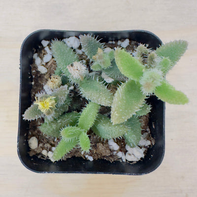 Delosperma echinatum - Pickle Plant