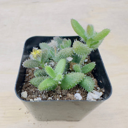 Delosperma echinatum - Pickle Plant
