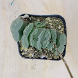 haworthia truncata - Horse’s Teeth
