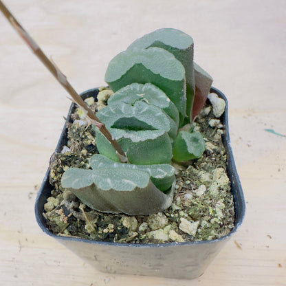 haworthia truncata - Horse’s Teeth