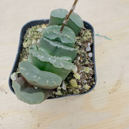 haworthia truncata - Horse’s Teeth