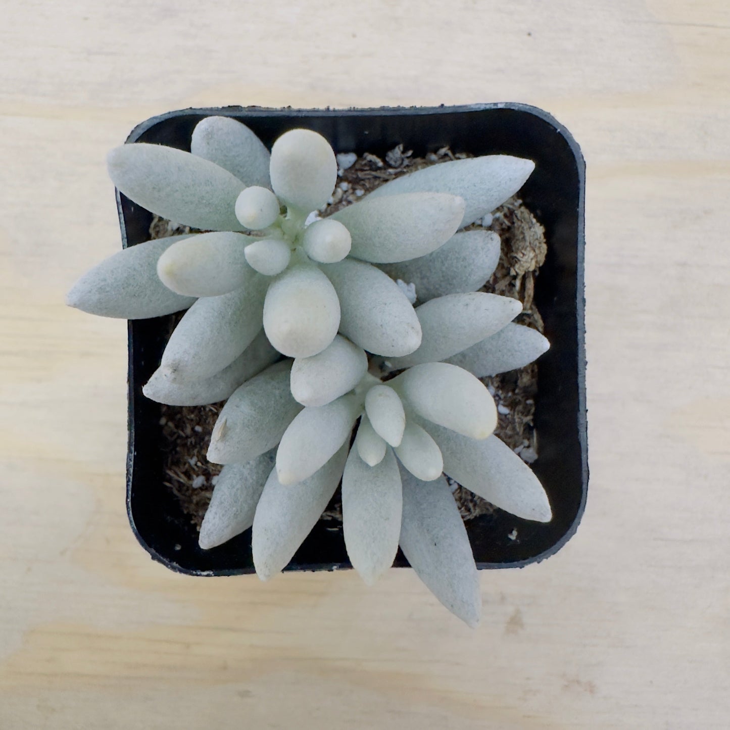 Senecio haworthii - Woolly Senecio