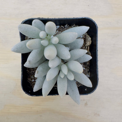 Senecio haworthii - Woolly Senecio