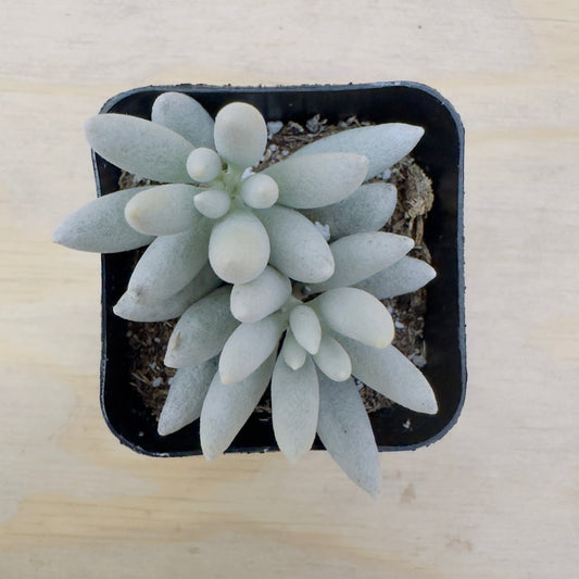 Senecio haworthii - Woolly Senecio
