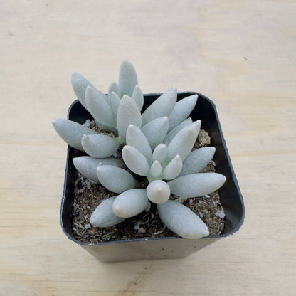 Senecio haworthii - Woolly Senecio