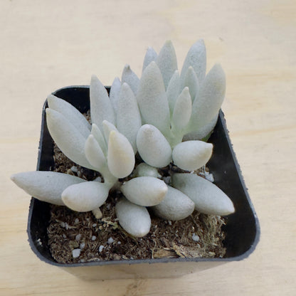 Senecio haworthii - Woolly Senecio