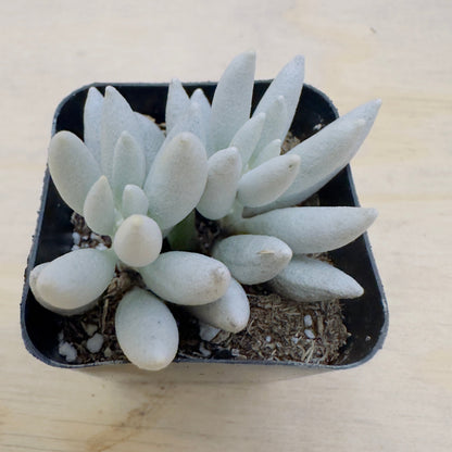 Senecio haworthii - Woolly Senecio