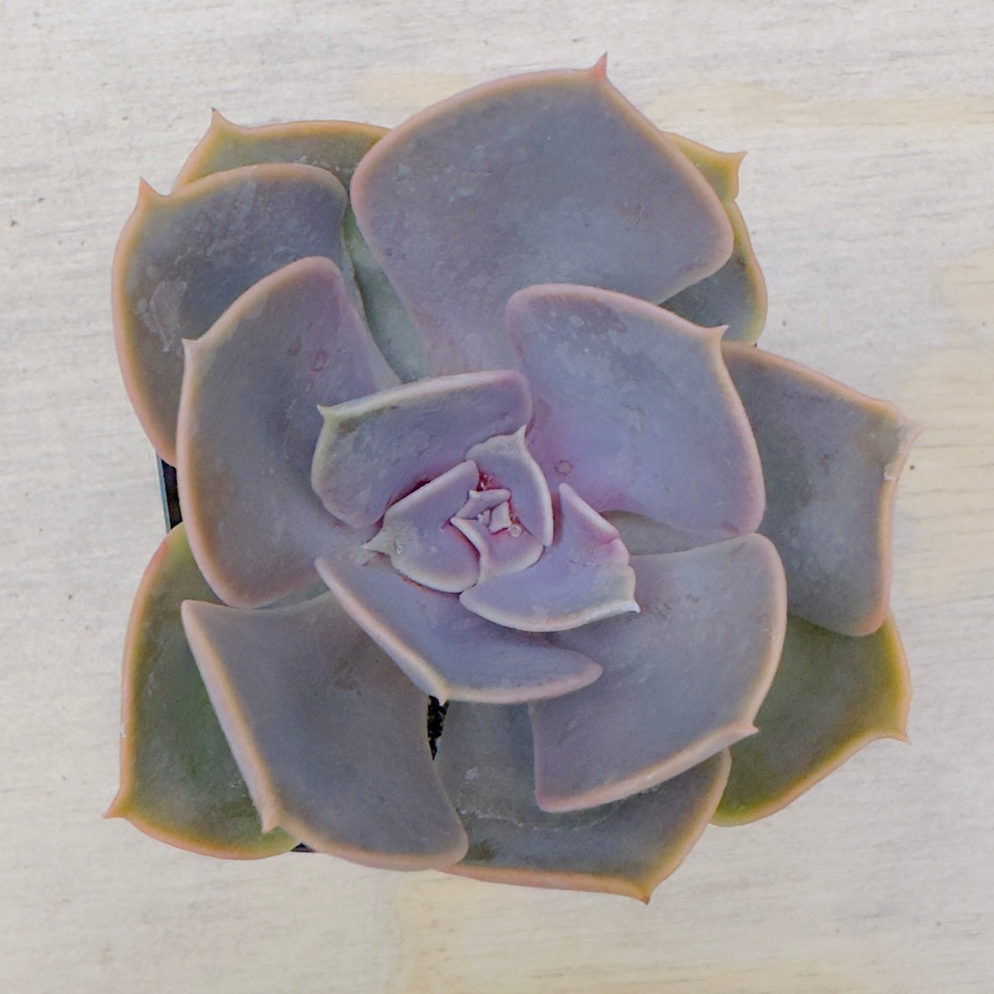 Echeveria - Red Sky