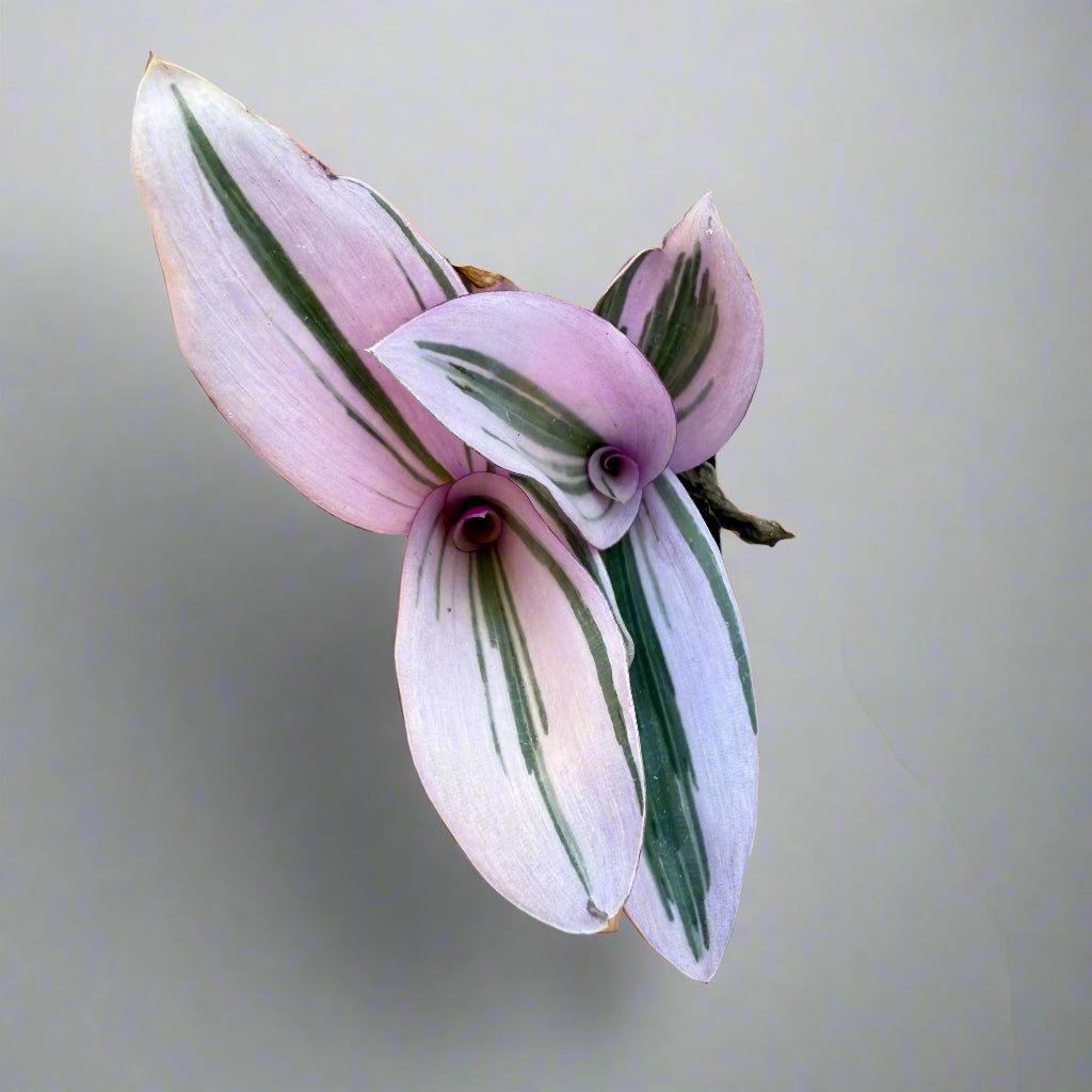 Tradescantia cerinthoides - Pink Furry