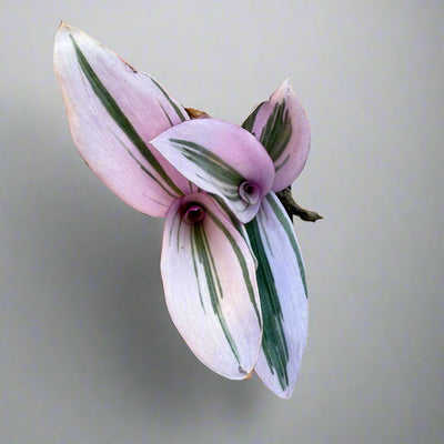 Tradescantia cerinthoides - Pink Furry