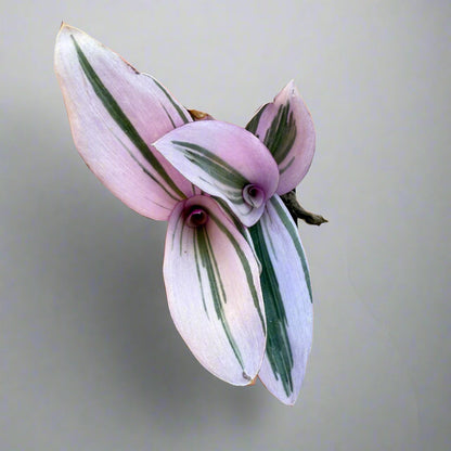 Tradescantia cerinthoides - Pink Furry