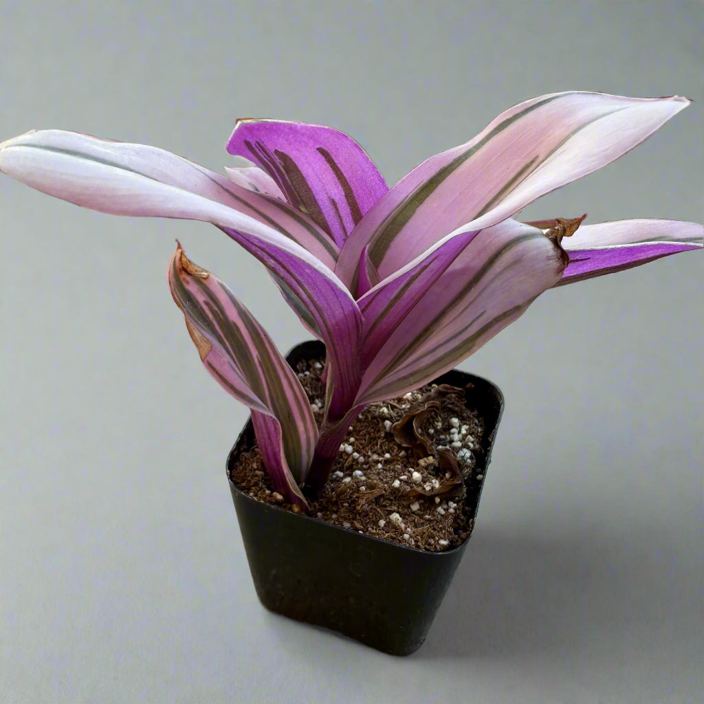 Tradescantia cerinthoides - Pink Furry