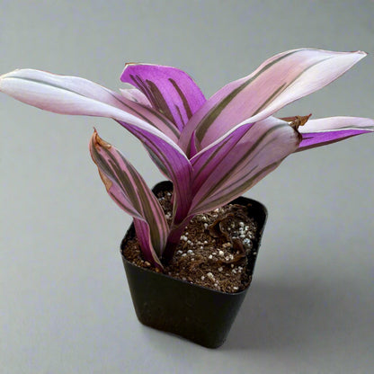 Tradescantia cerinthoides - Pink Furry