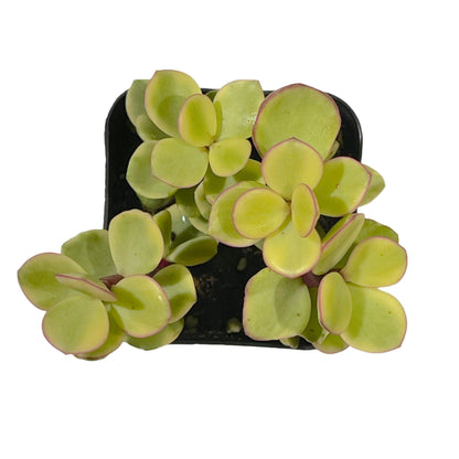 Portulacaria afra f. variegata - Rainbow Bush