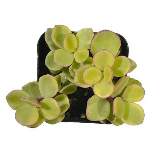 Portulacaria afra f. variegata - Rainbow Bush