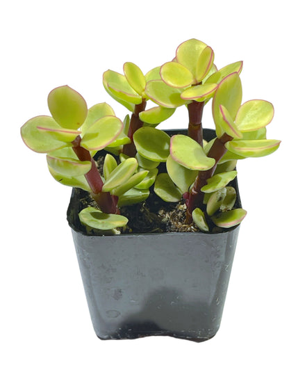 Portulacaria afra f. variegata - Rainbow Bush