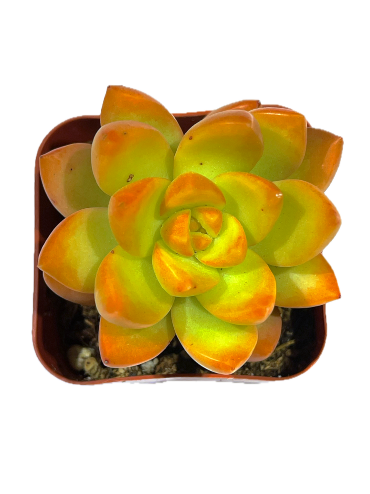 Sedum adolphi - Golden Glow