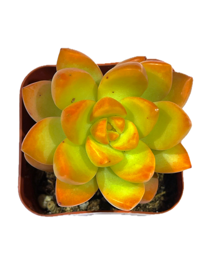 Sedum adolphi - Golden Glow