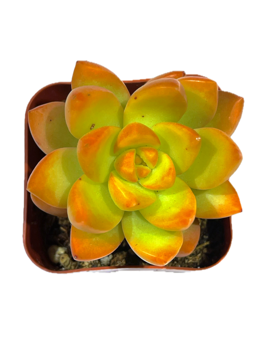 Sedum adolphi - Golden Glow