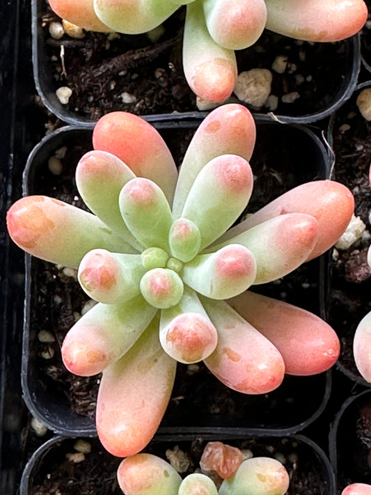 Sedum pachyphyllum - Blue Jelly Bean