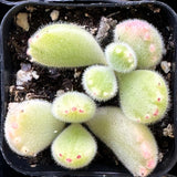 Cotyledon tomentosa - Bear's Paw