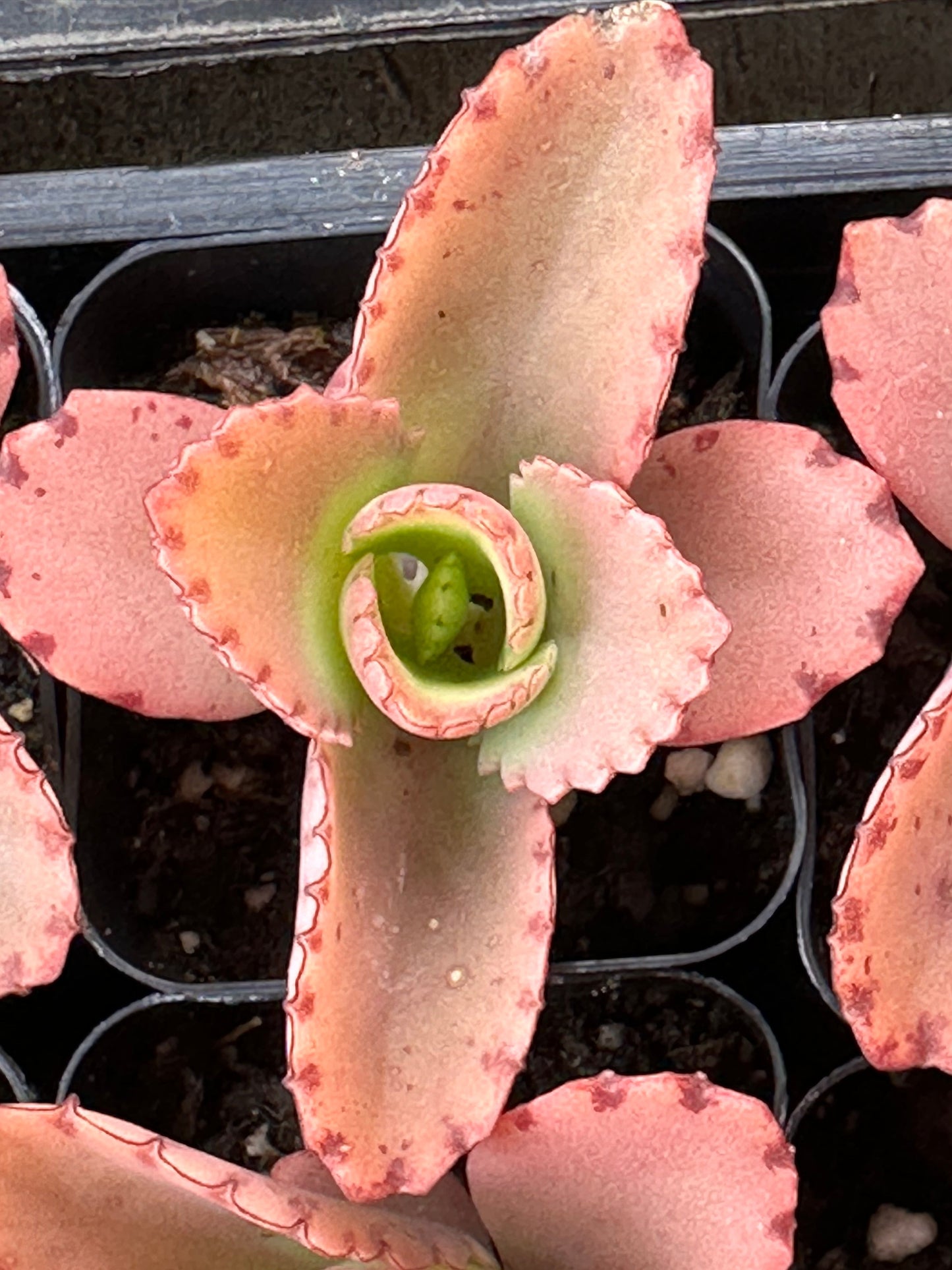Kalanchoe daigremontiana