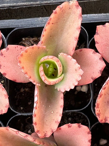 Kalanchoe daigremontiana