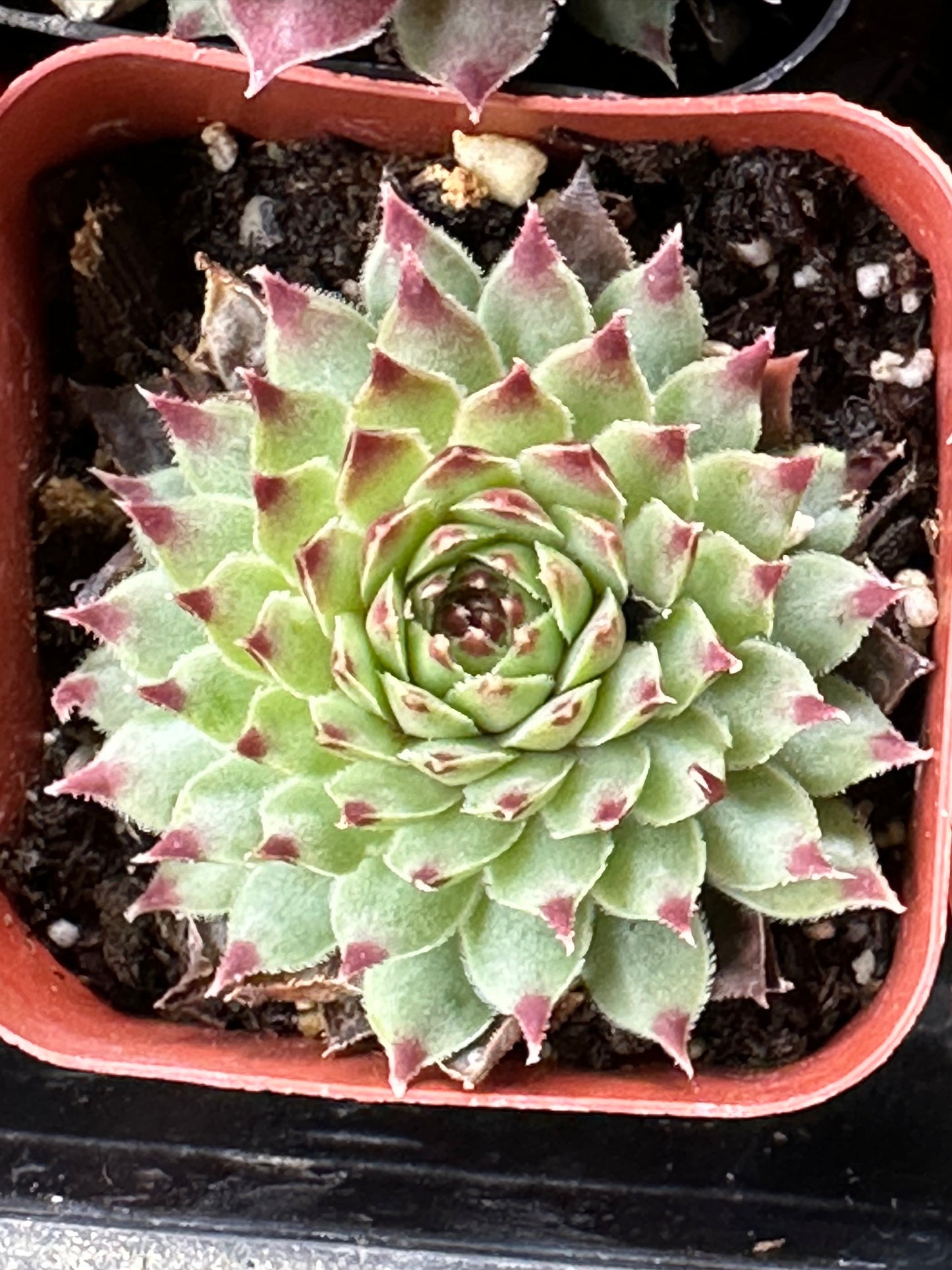 Sempervivum tectorum ssp. calcareum