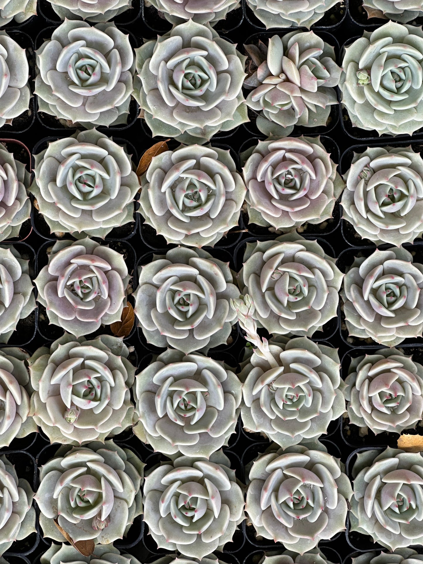 Echeveria - Lola