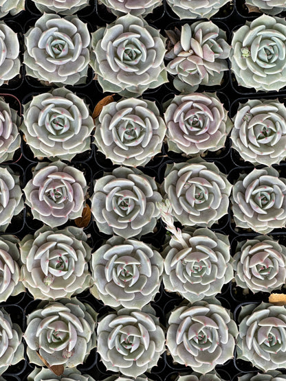 Echeveria - Lola