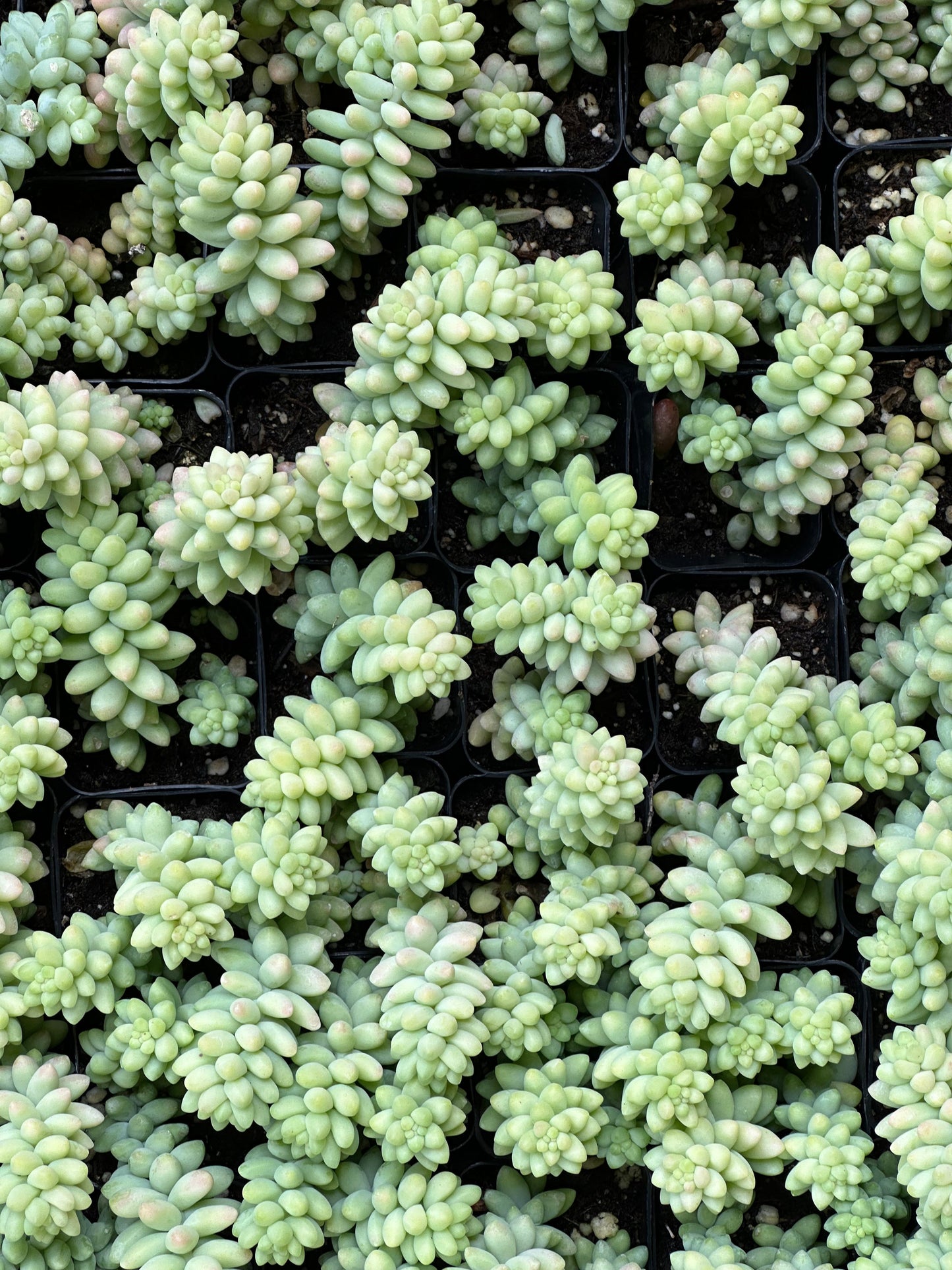 Sedum morganianum- Burrito
