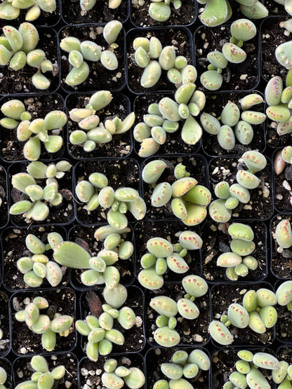 Cotyledon tomentosa - Bear's Paw