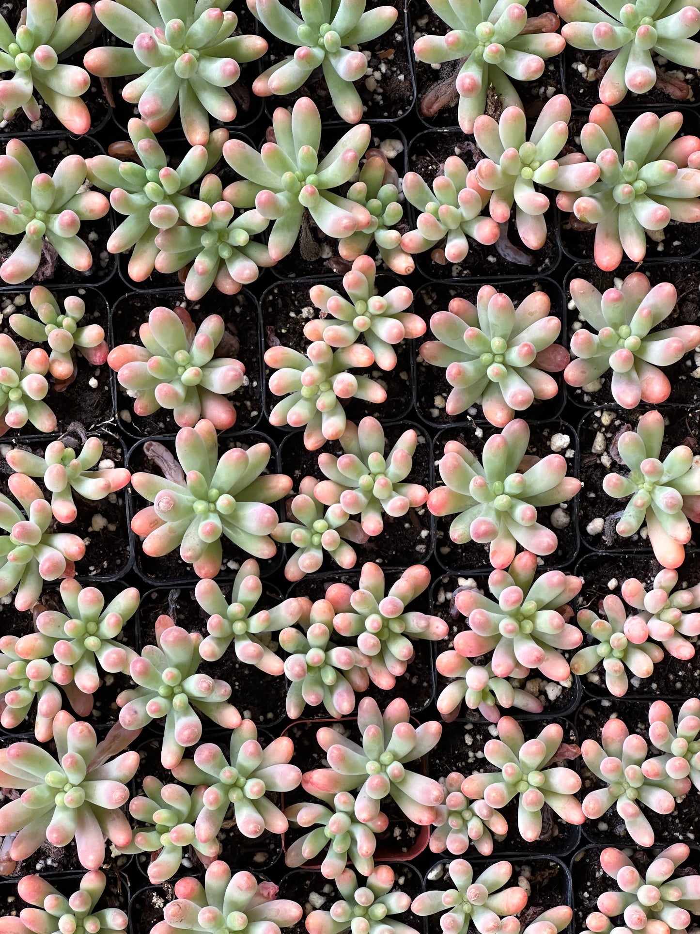 Sedum pachyphyllum - Blue Jelly Bean