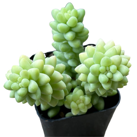 Sedum morganianum- Burrito