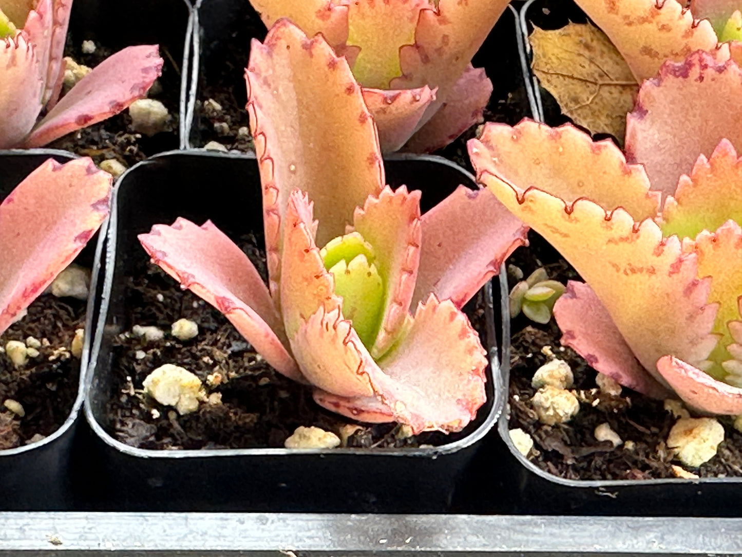 Kalanchoe daigremontiana