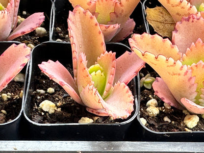 Kalanchoe daigremontiana