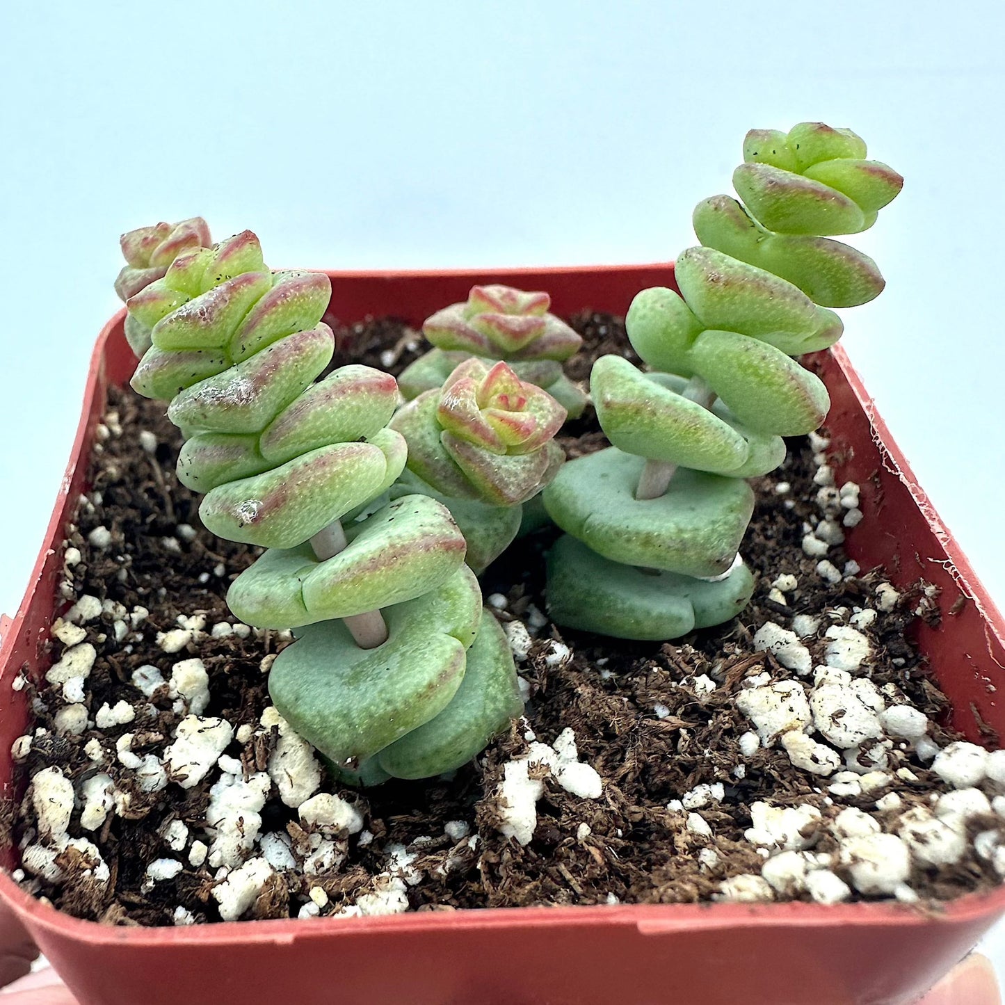 Crassula - Jade Necklace