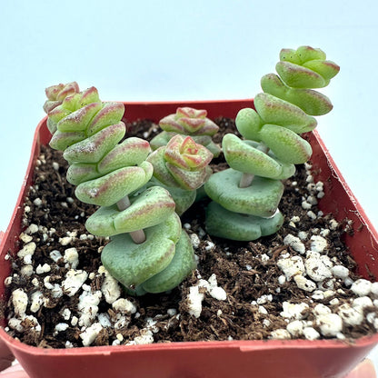 Crassula - Jade Necklace