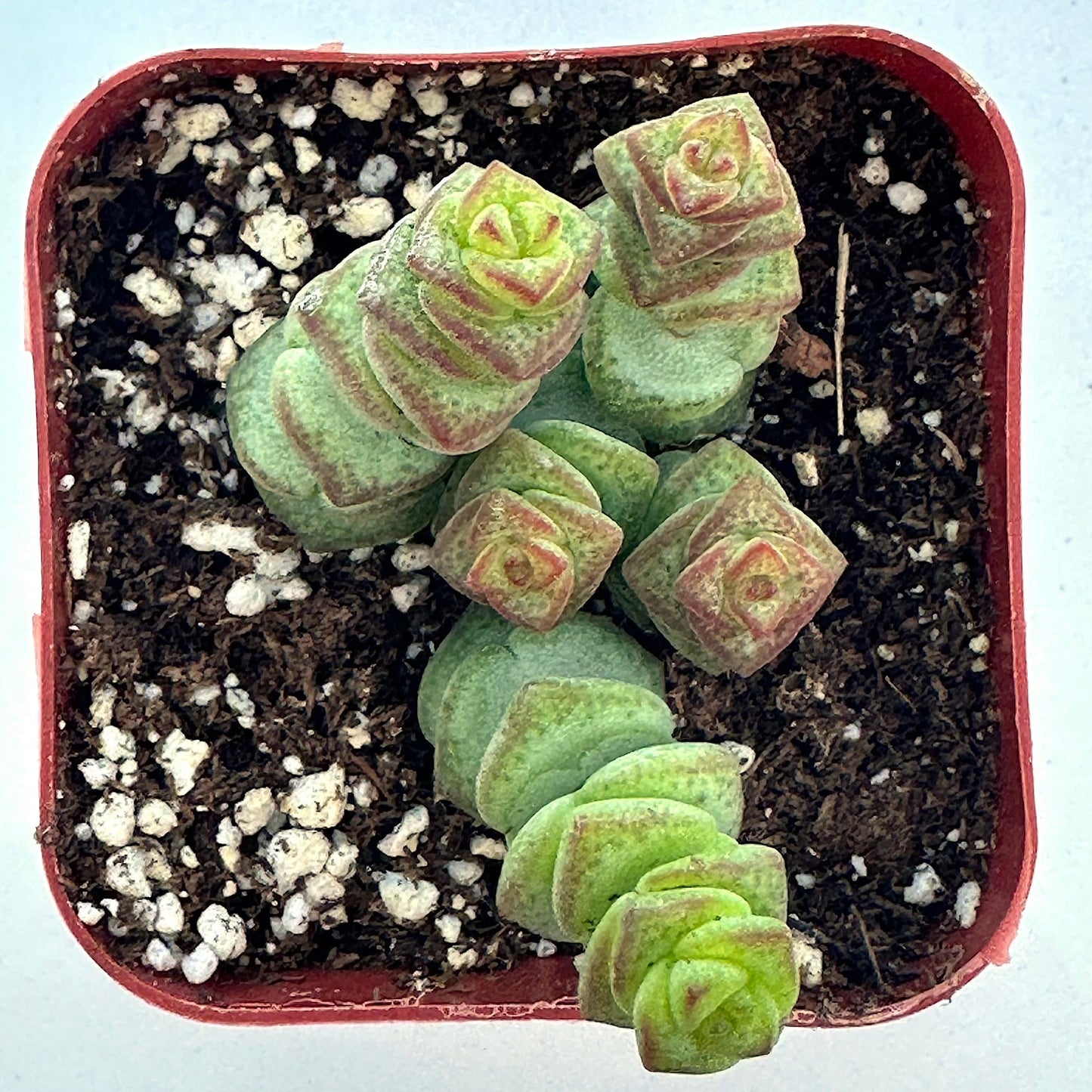 Crassula - Jade Necklace