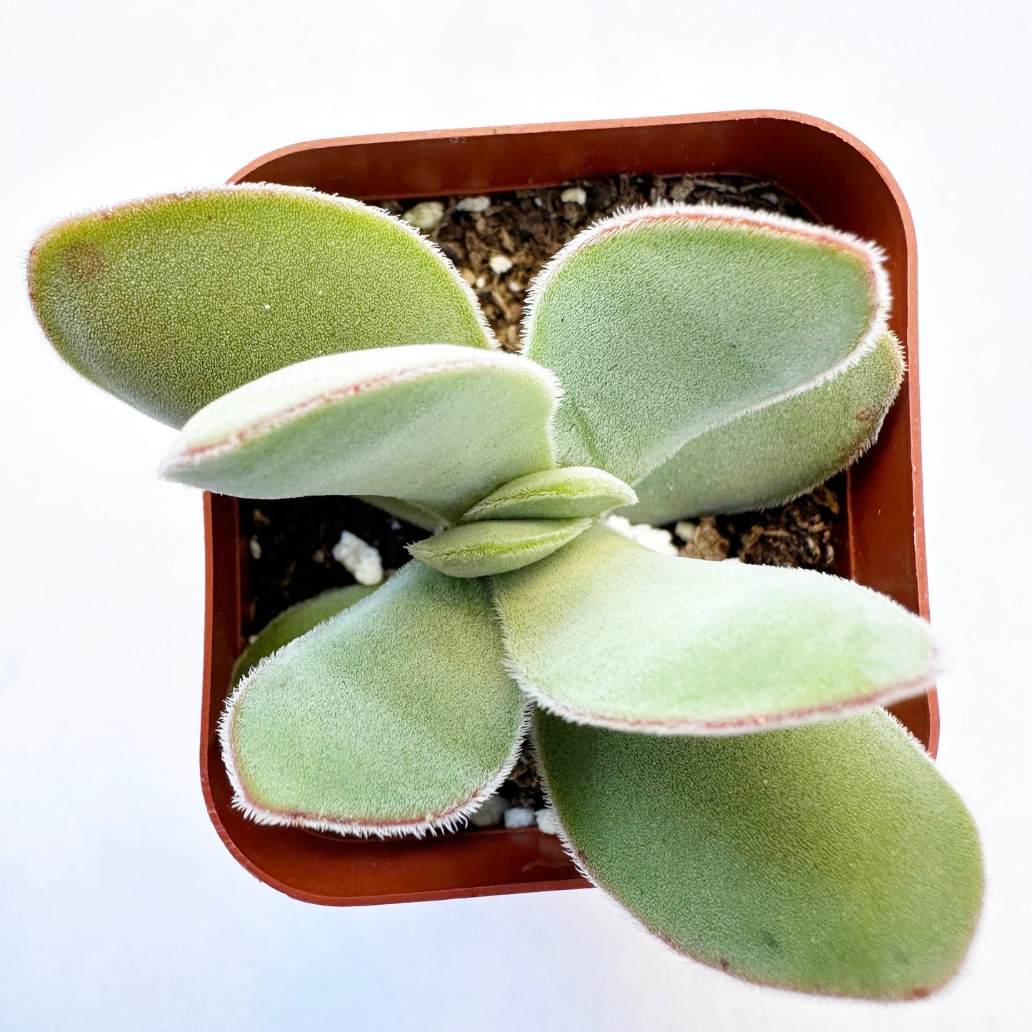 Crassula cotyledonis - Dubia