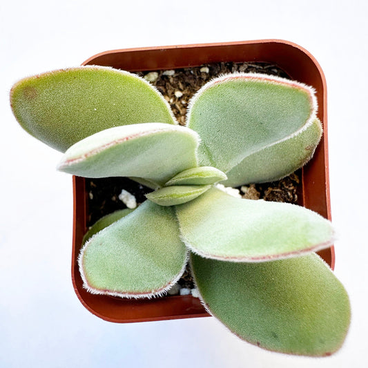 Crassula cotyledonis - Dubia