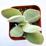 Crassula cotyledonis - Dubia